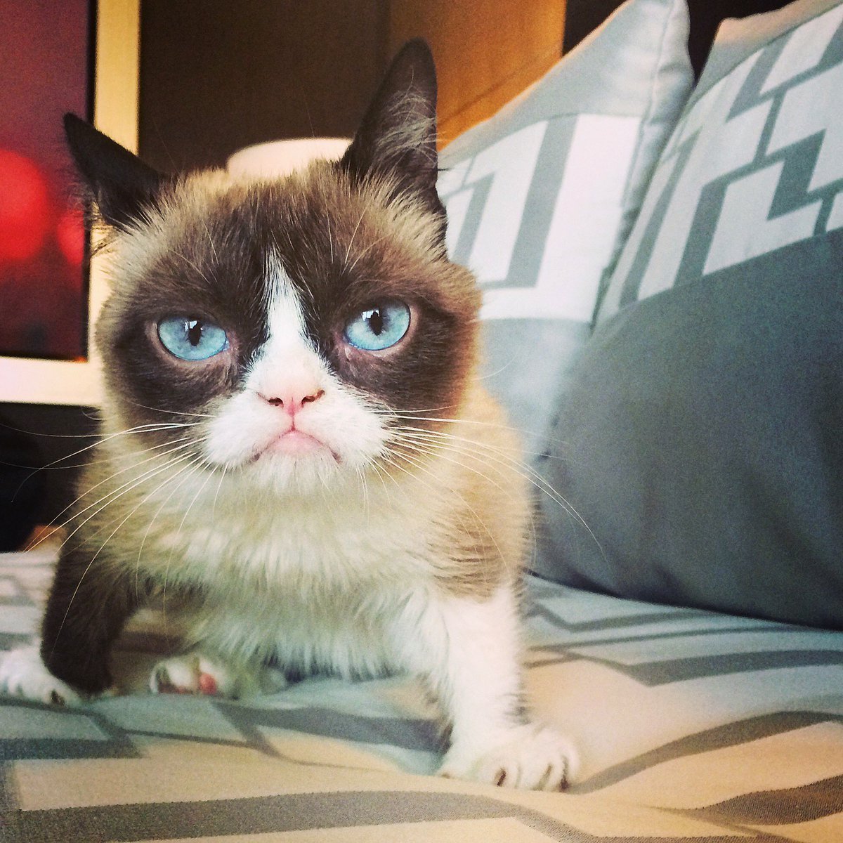 Кот с кислой мордой