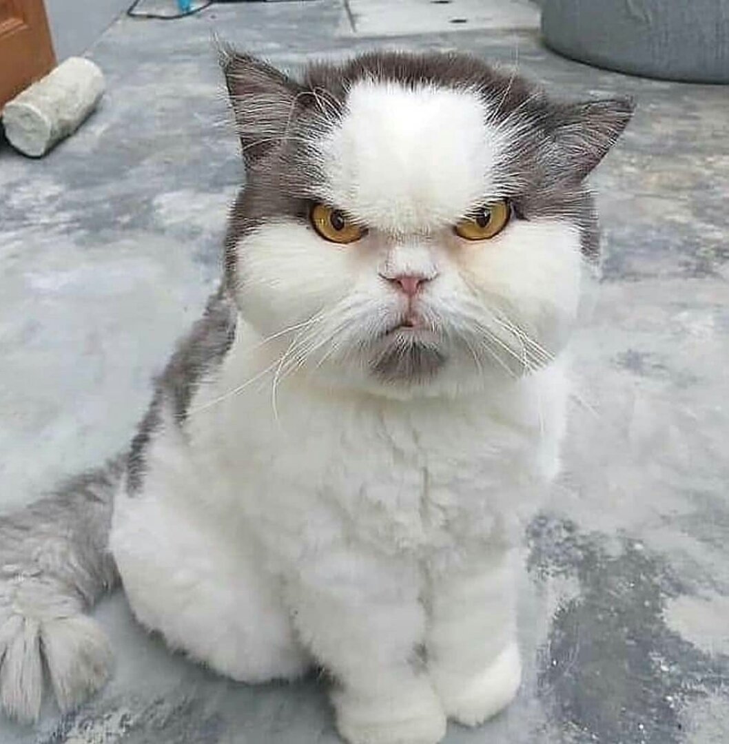 Сердитый котенок