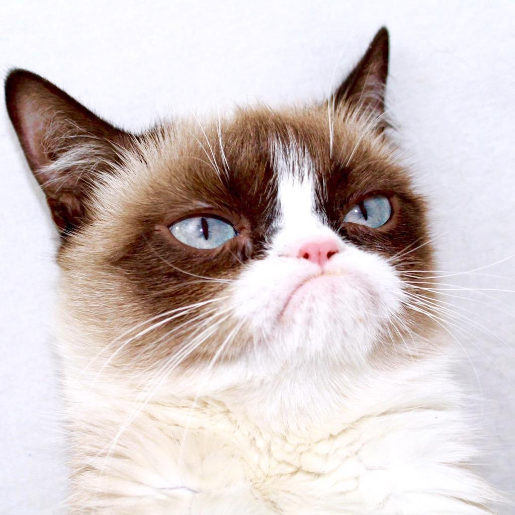Недовольный кот Grumpy Cat