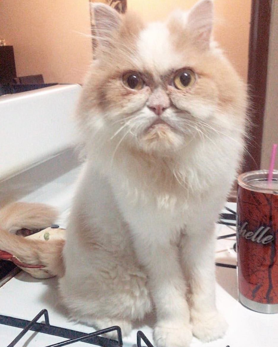 Самый недовольный кот