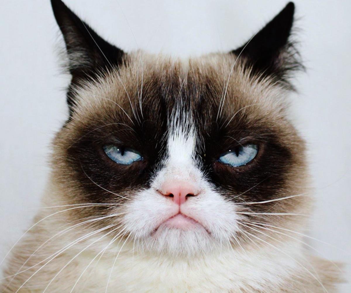 Самый хмурый кот