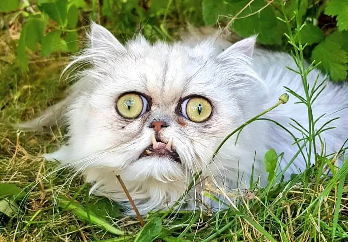 Недовольный кот