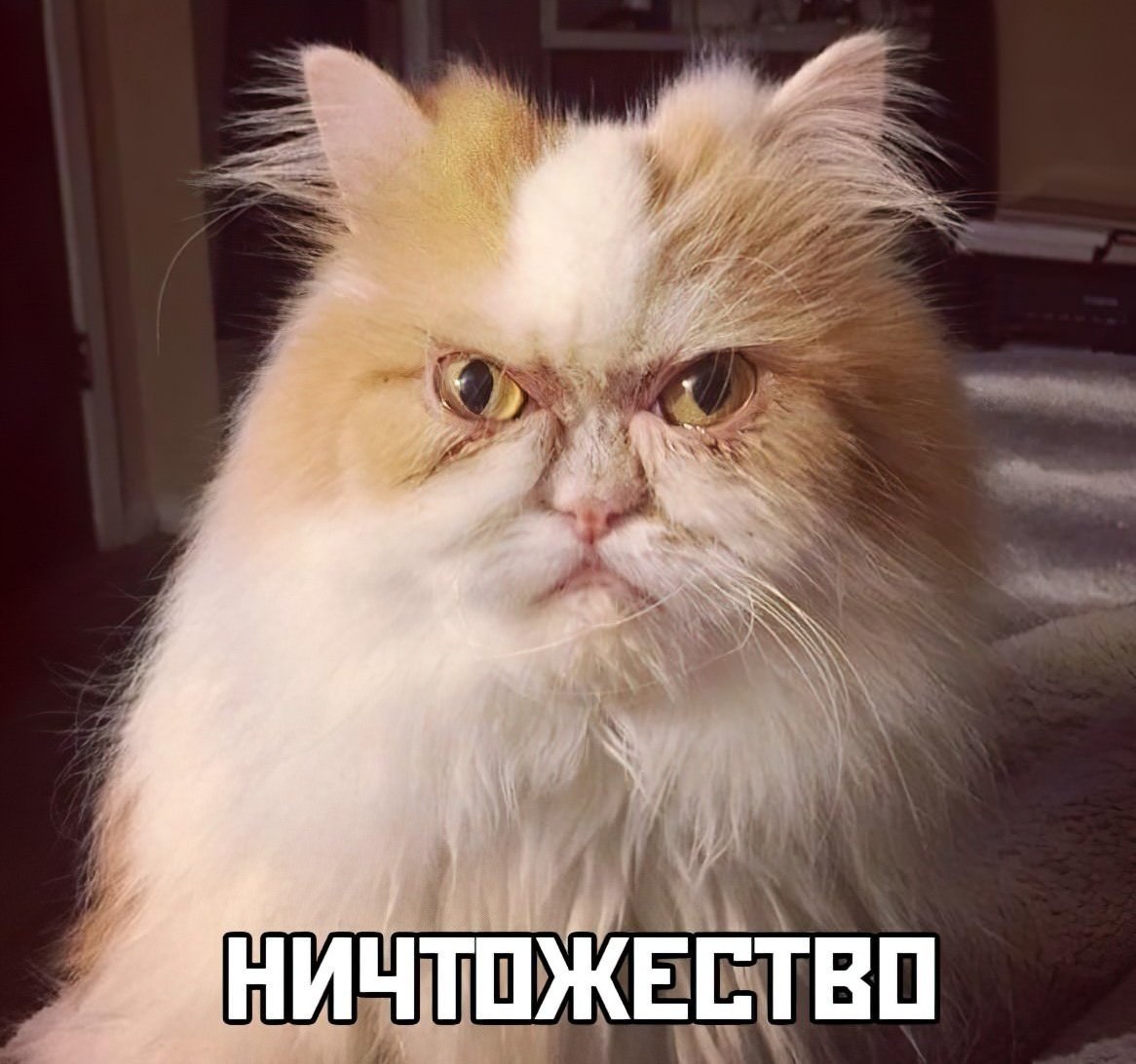 Кот по кличке Луи