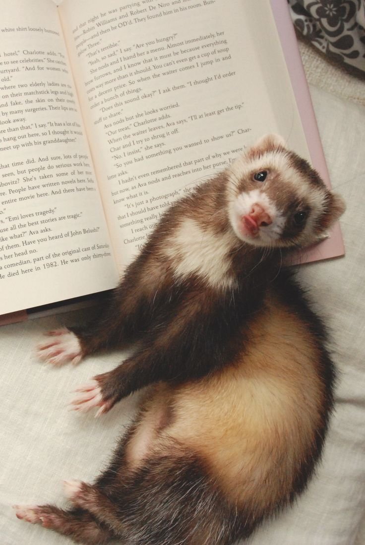 Хорек Гарри Поттер