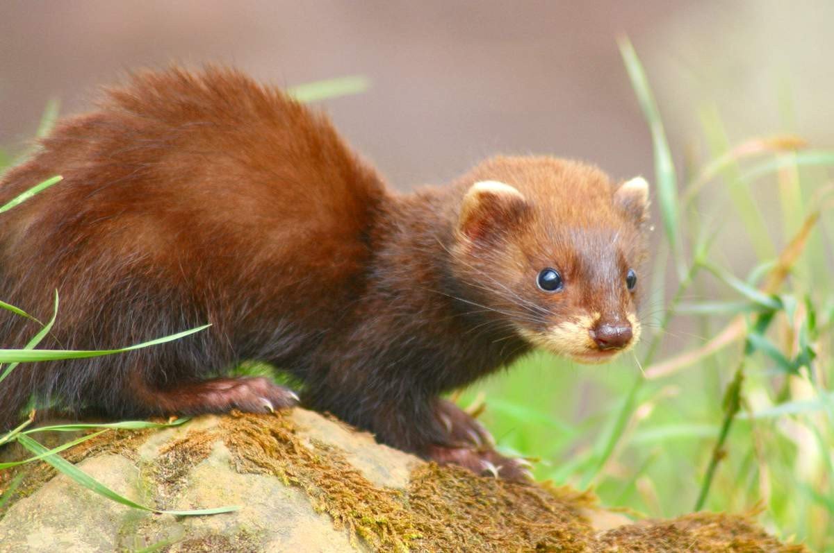 Европейская норка