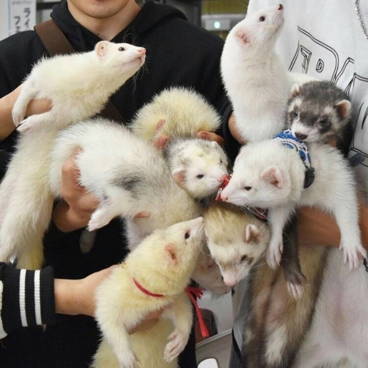 Злой опоссум