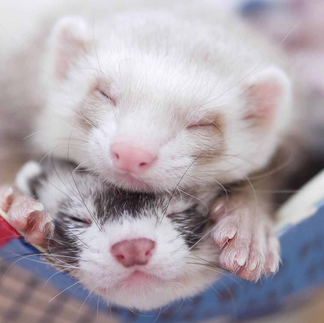 Хорек с бантиком