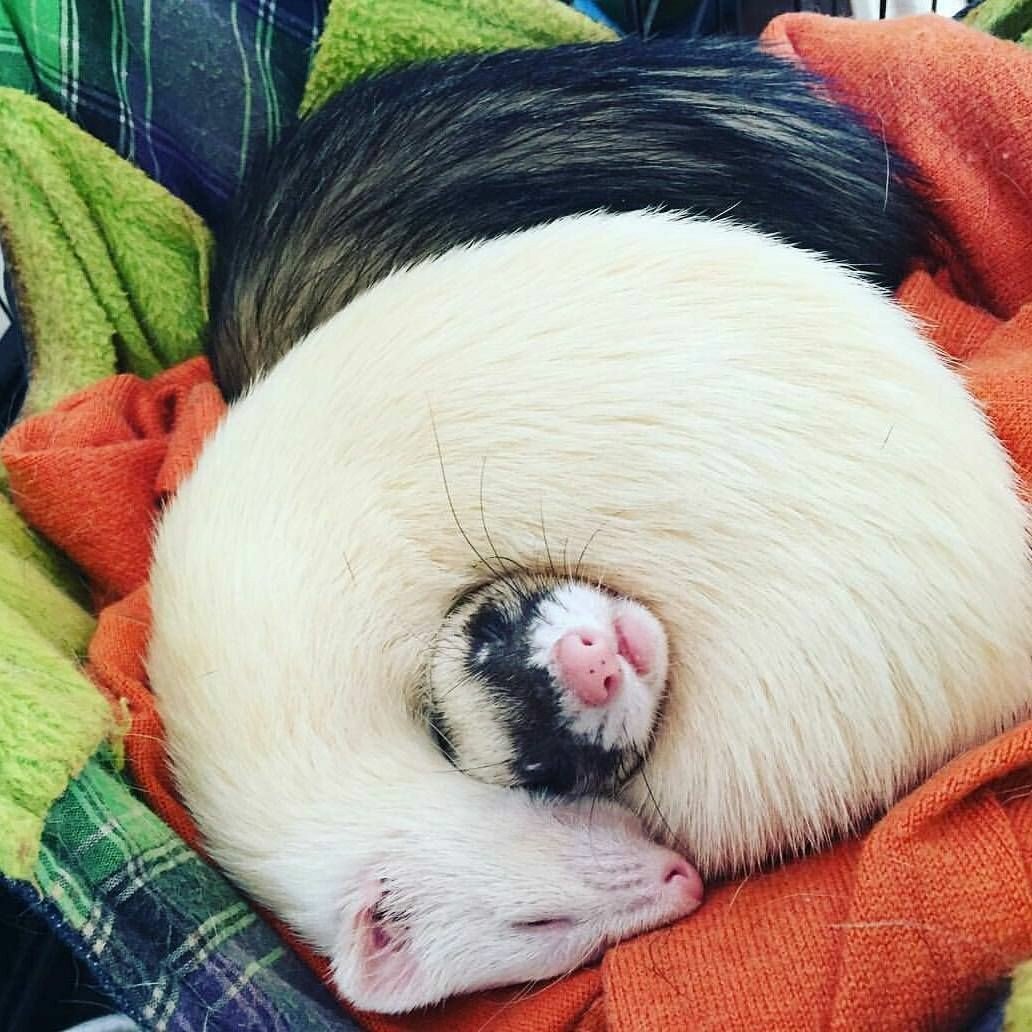 Хорек домашний милый