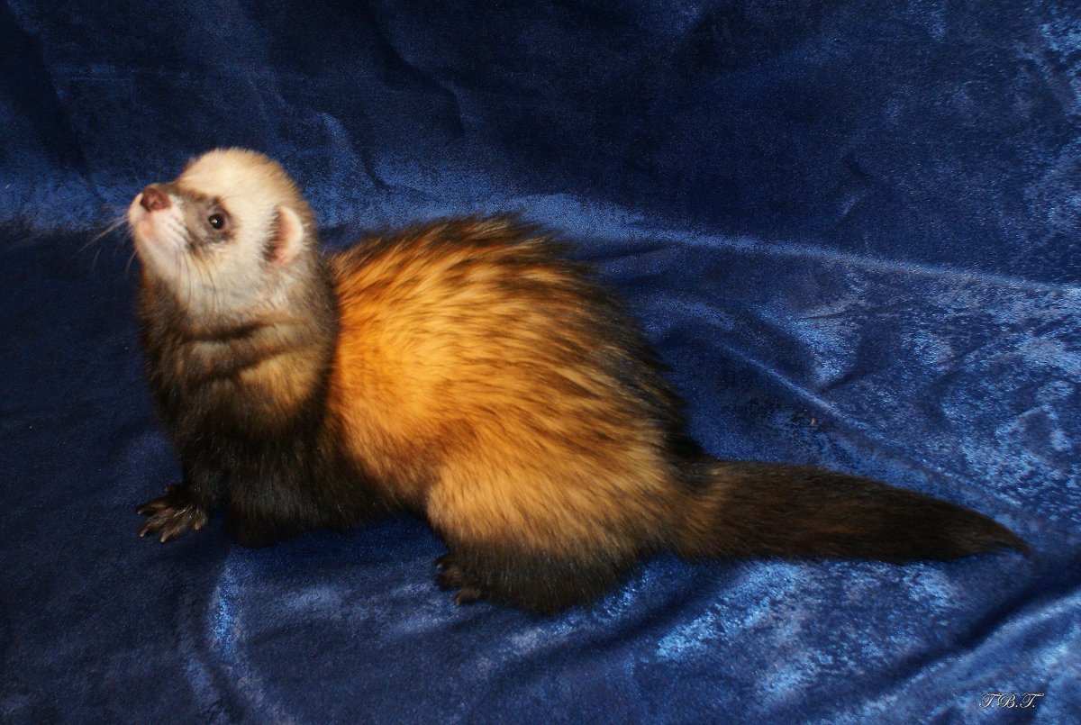 Длинношерстная фретка