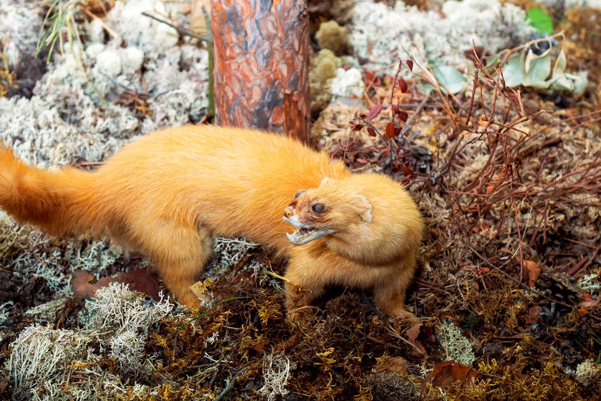 Хорек Сибирский рыжий