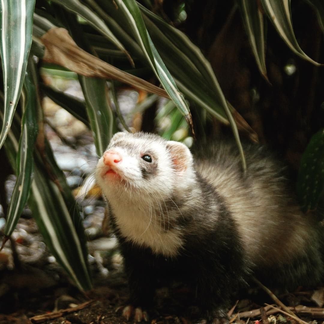 Рыжее животное с пушистым хвостом