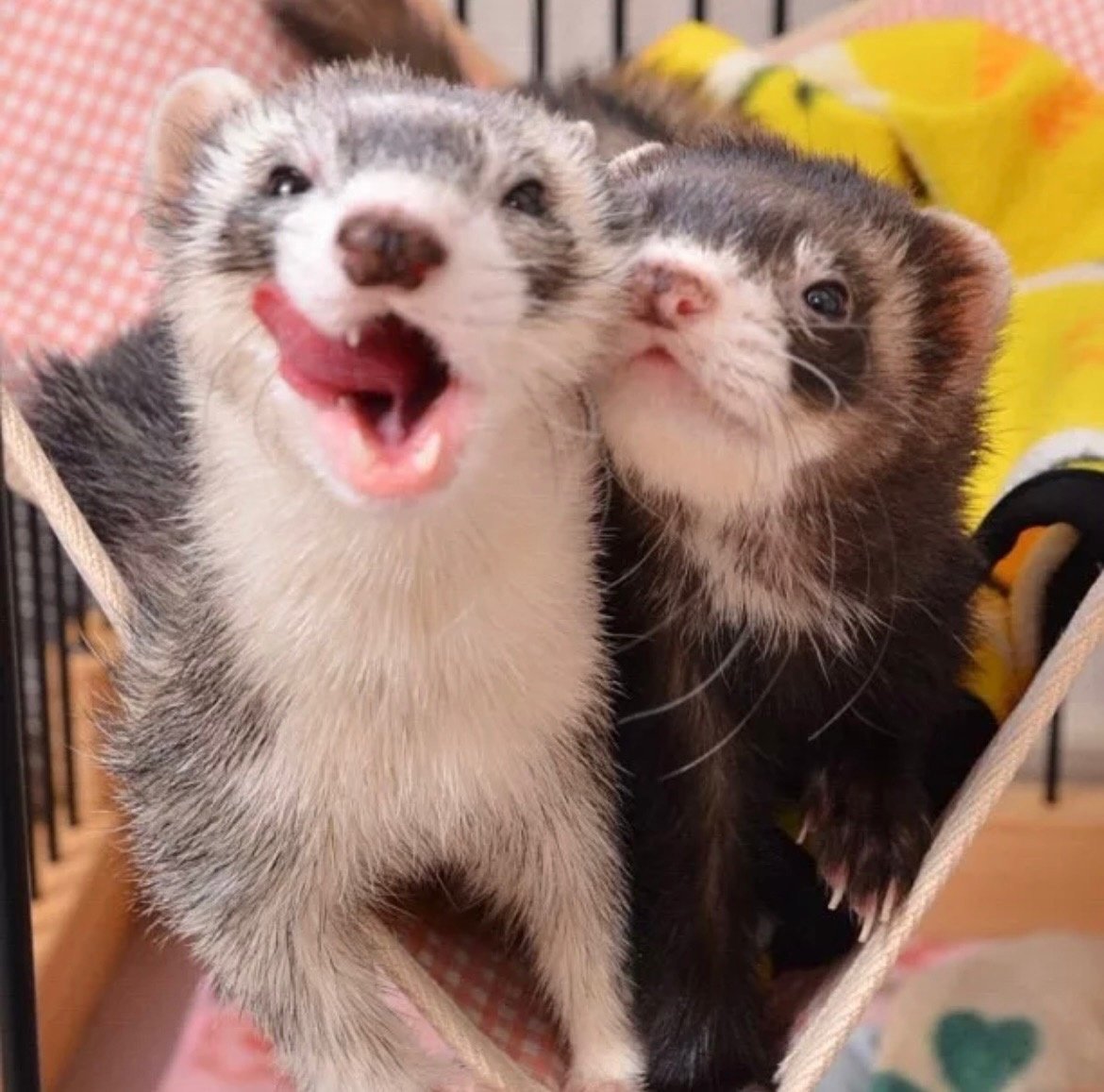 Хорёк домашний