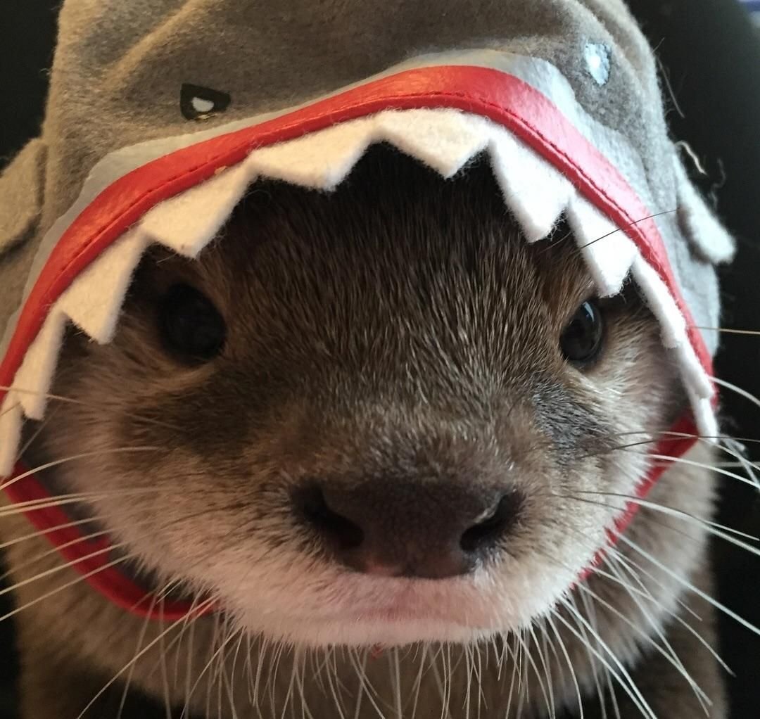 Белый хорёк Эстетика