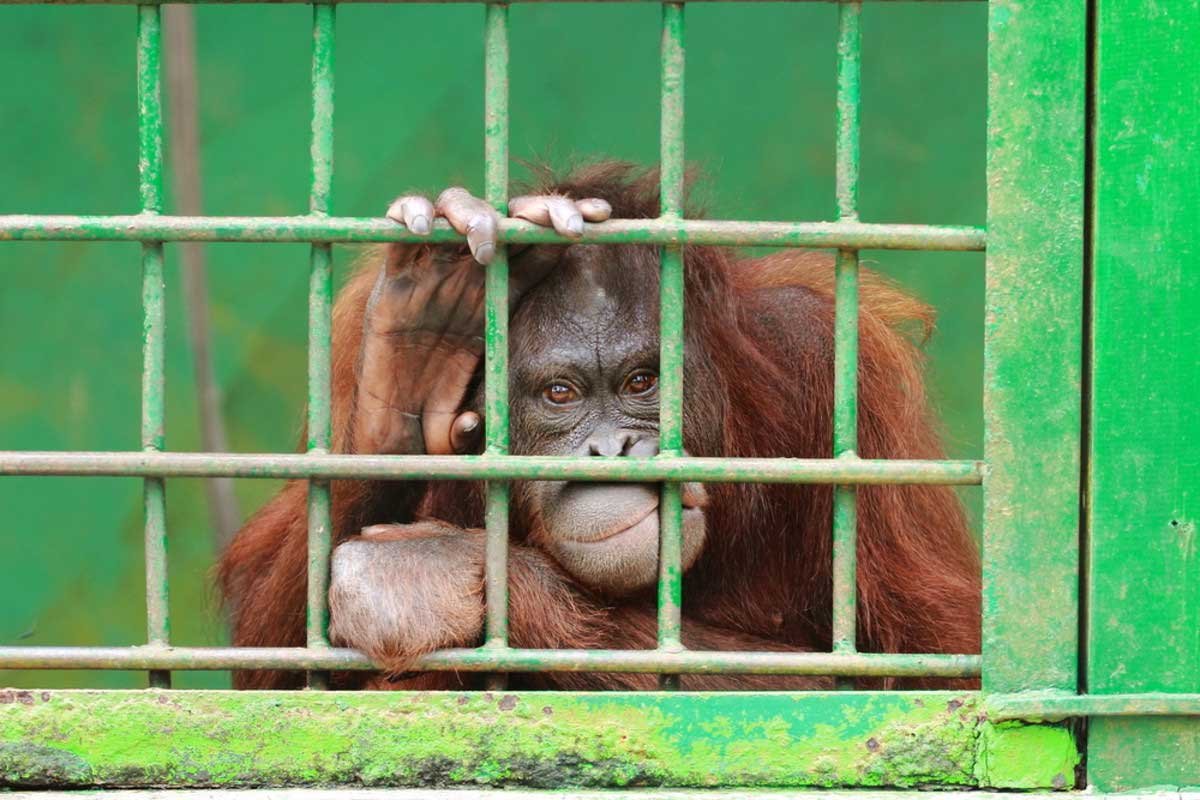 Орангутан в клетке зоопарка
