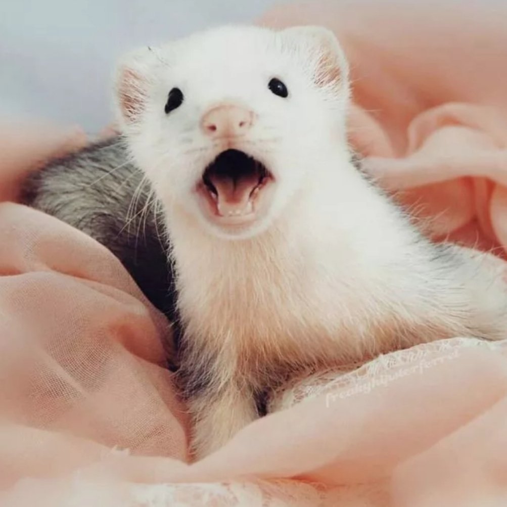 Хорек с сердечком