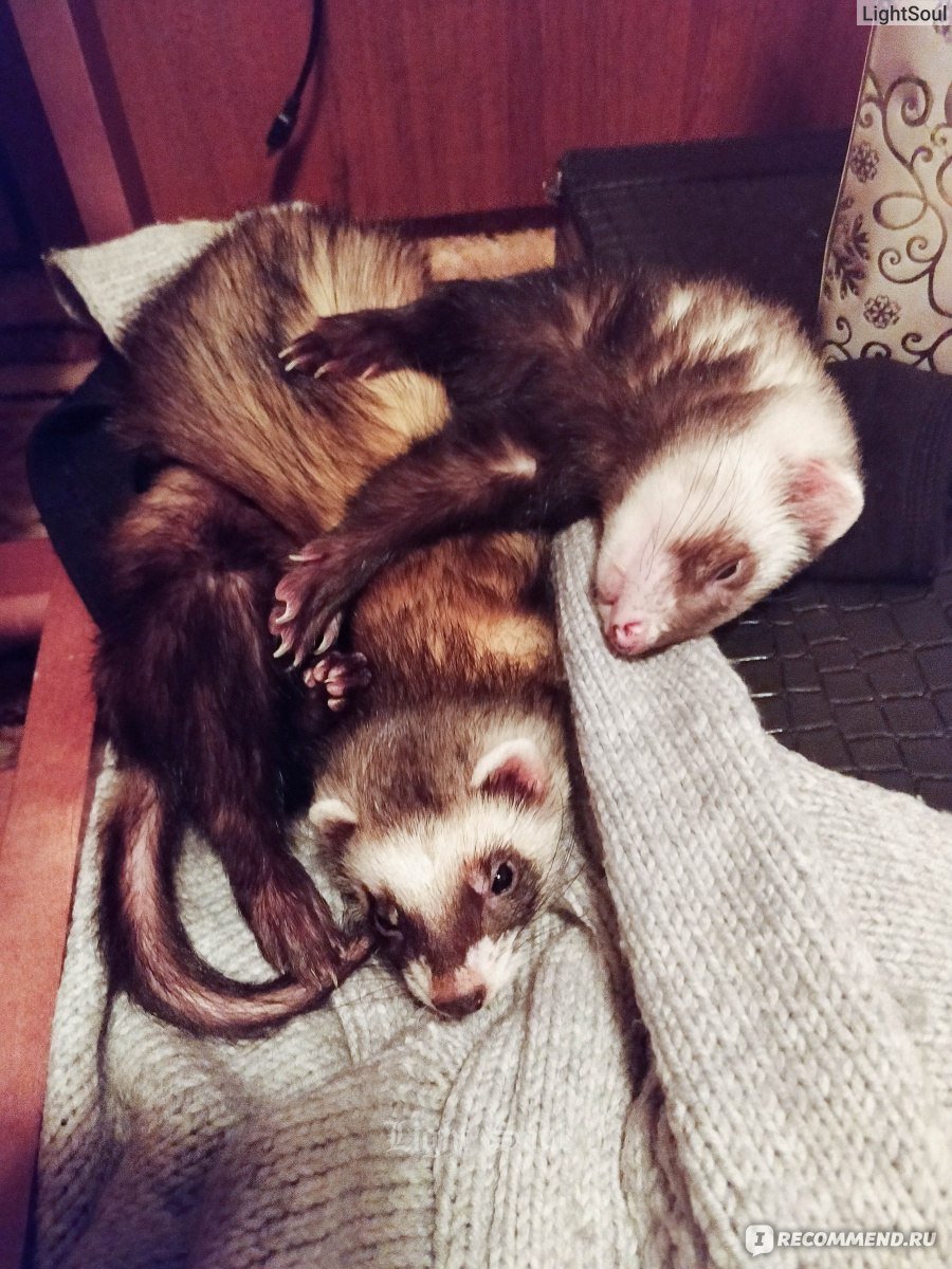 Смешные хорьки