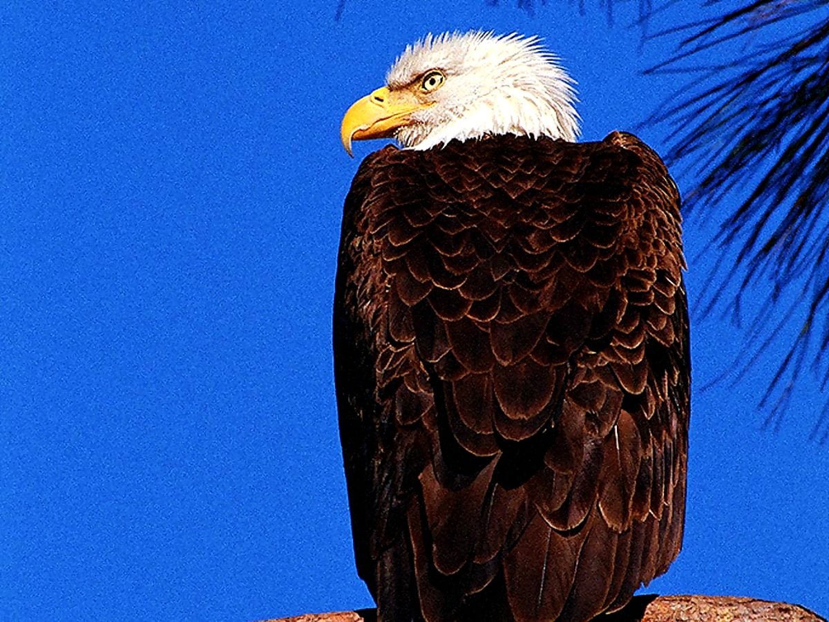 Австралийский клинохвостый Орел