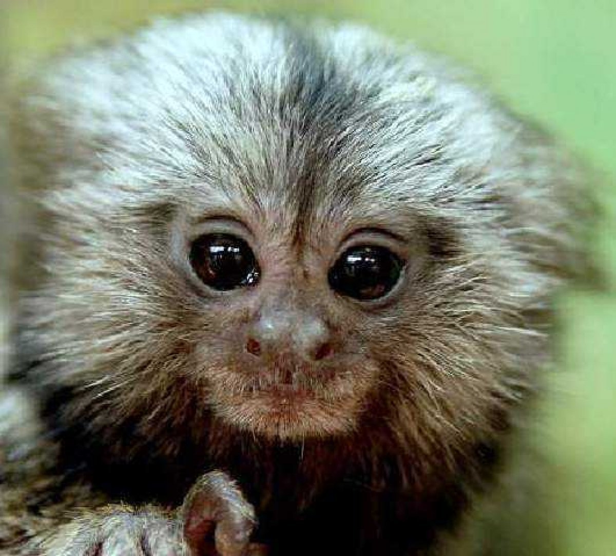 Baby Pygmy Marmoset