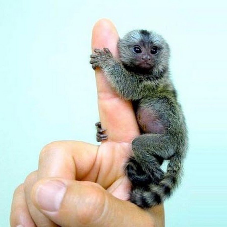 Гельдиевая мармозетка