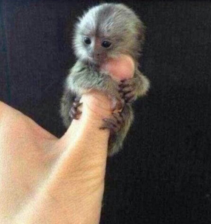 Хохлатая игрунка карликовая