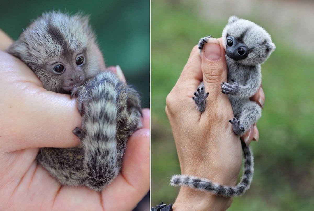 Мармозетка обезьянка