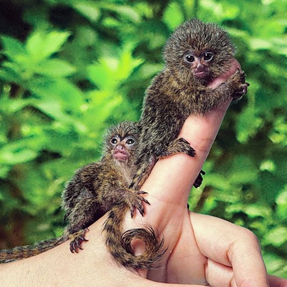 Карликовая игрунка