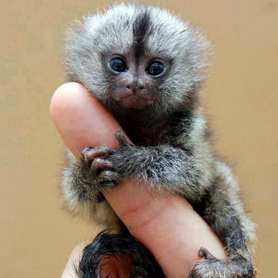 Игрунка обыкновенная