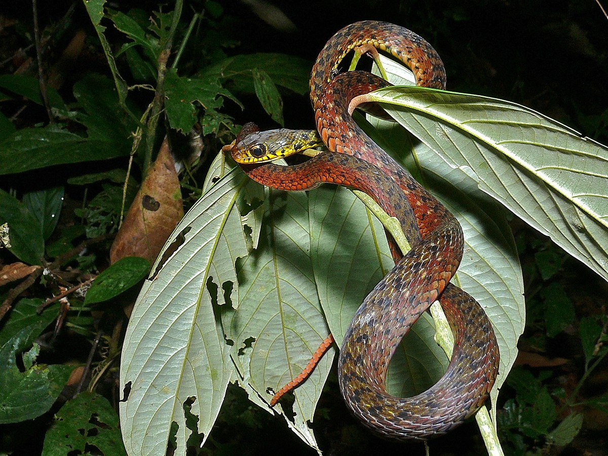 Яванский ксенодерм змея