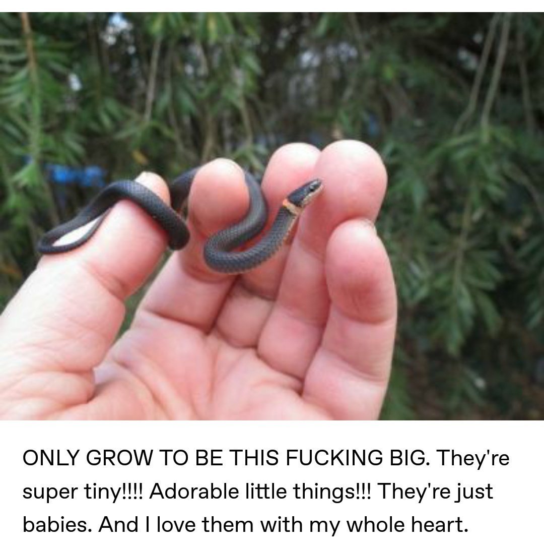 Королевская синалойская молочная змея