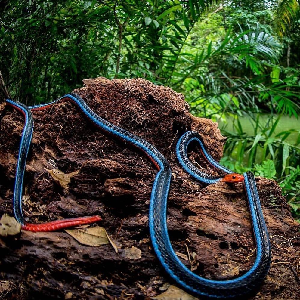 Calliophis bivirgatus