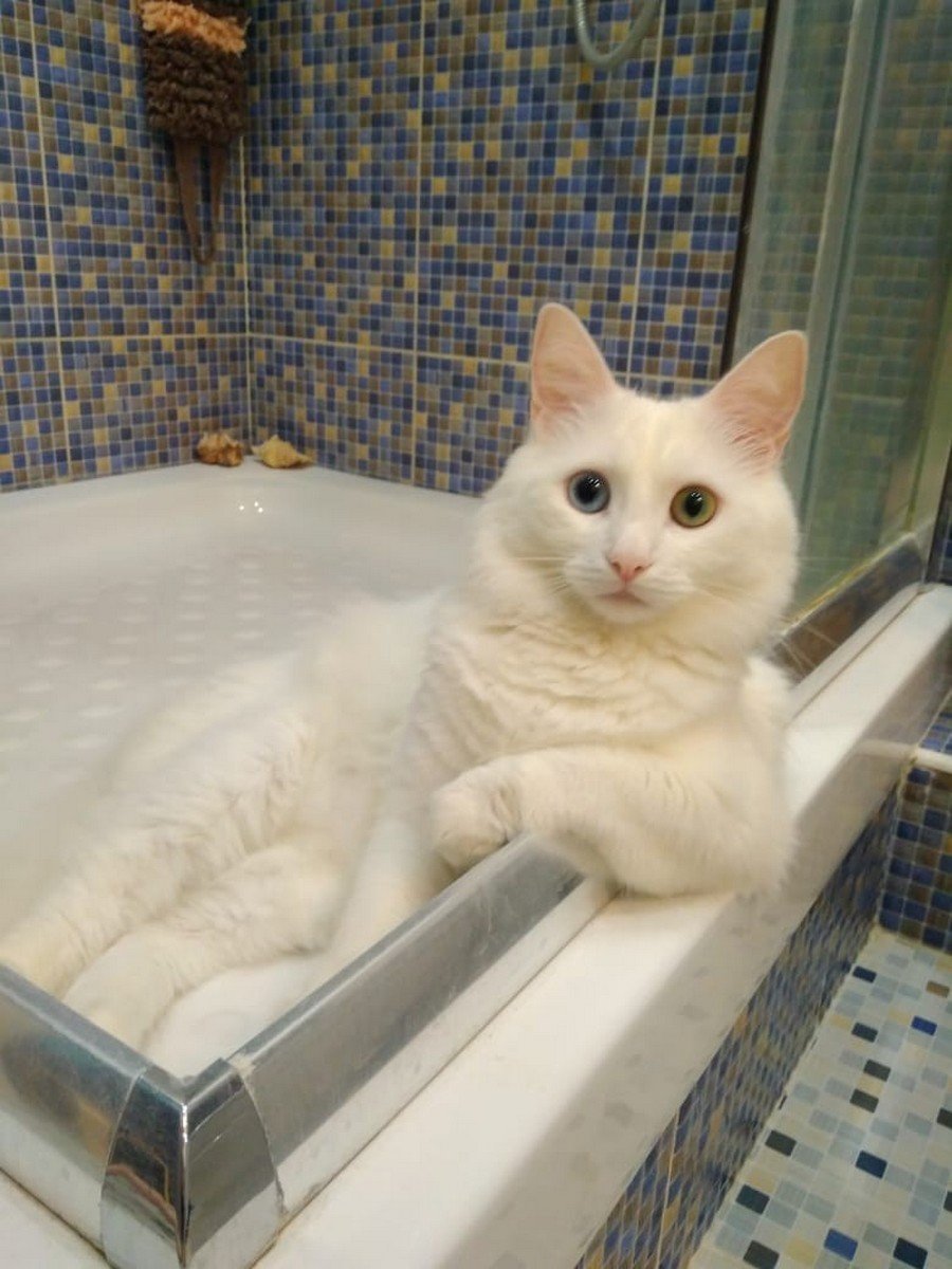 Коты нахалы