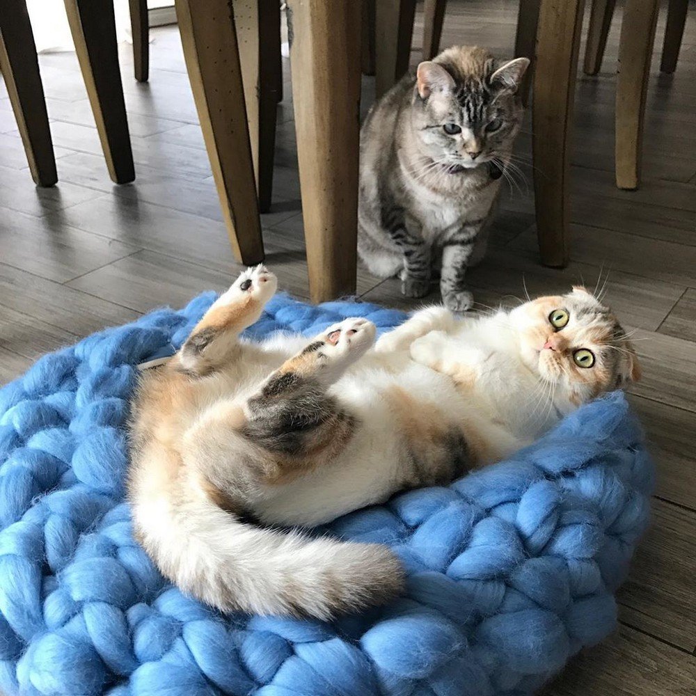 Прикольные коты