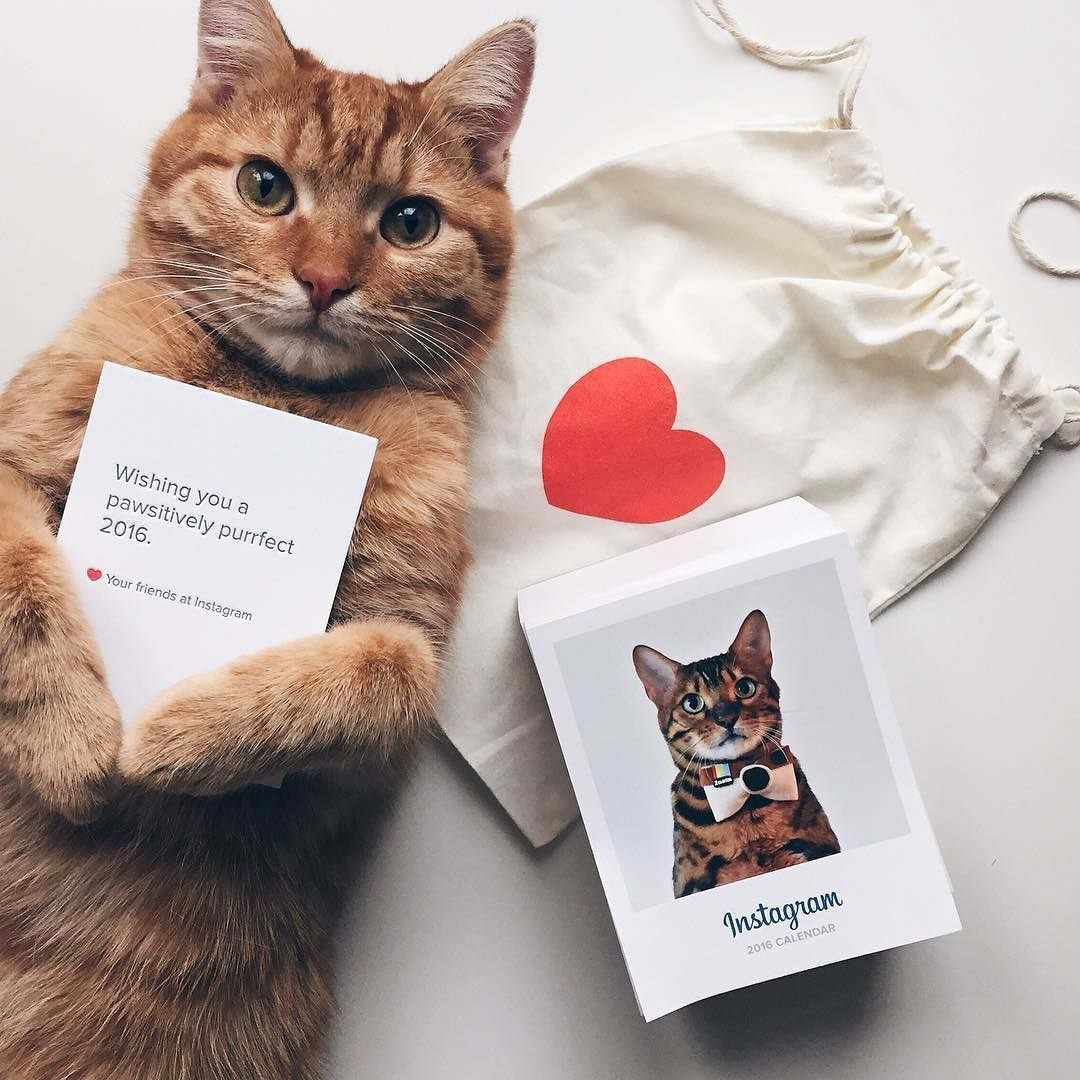 Огромный кот Барсик