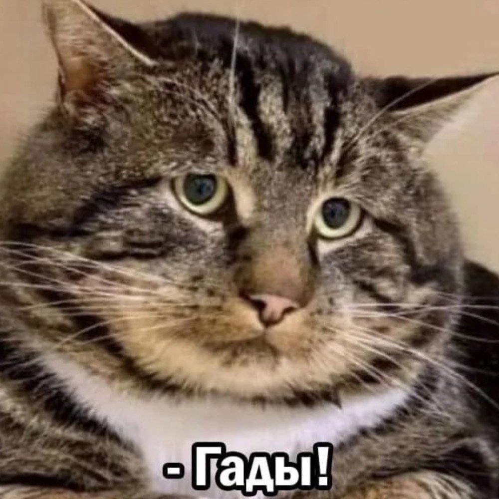 Котэ в шоке