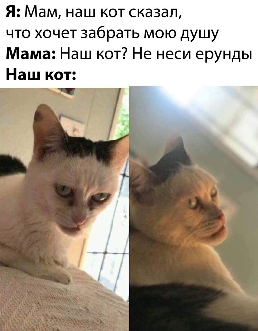 Кот химми