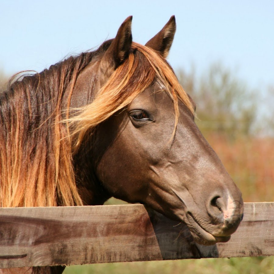 Рокки Маунтин лошадь