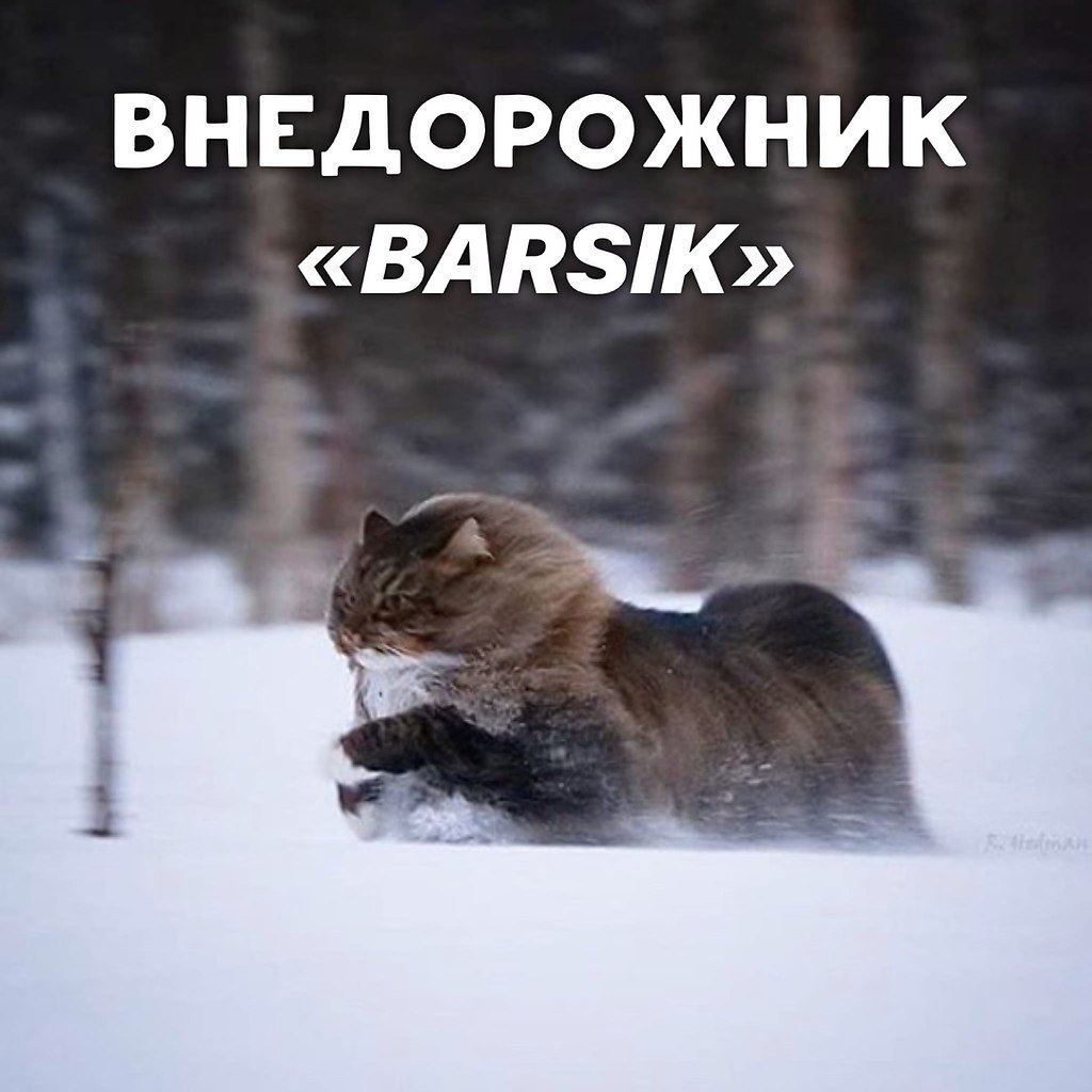 Мемы с котом