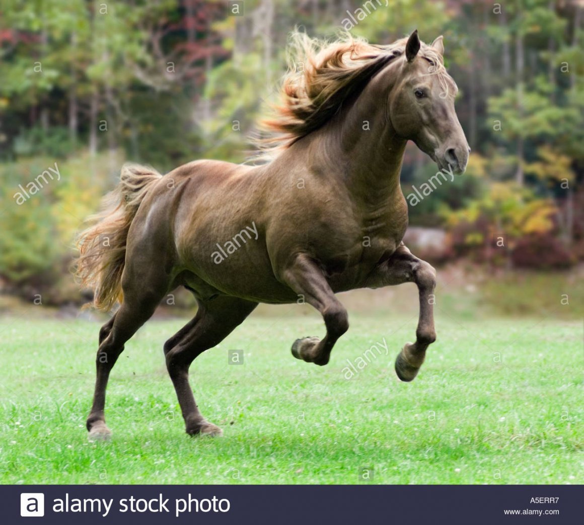 Серая Рокки Маунтин лошадь масти