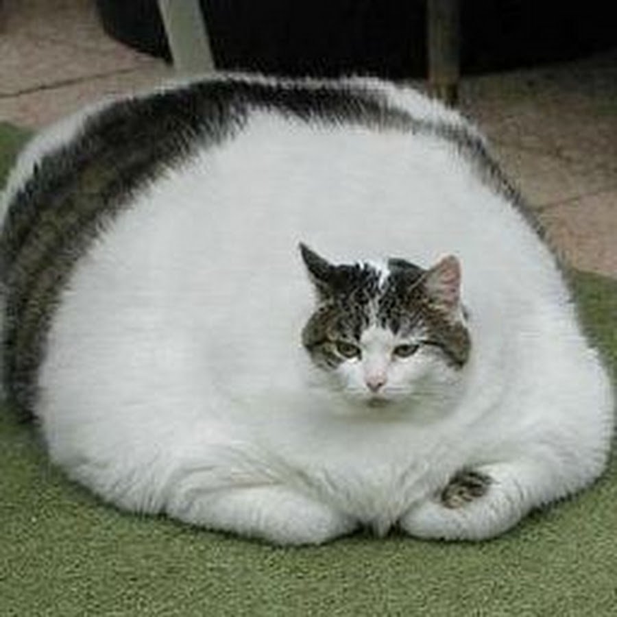 Котики на аву