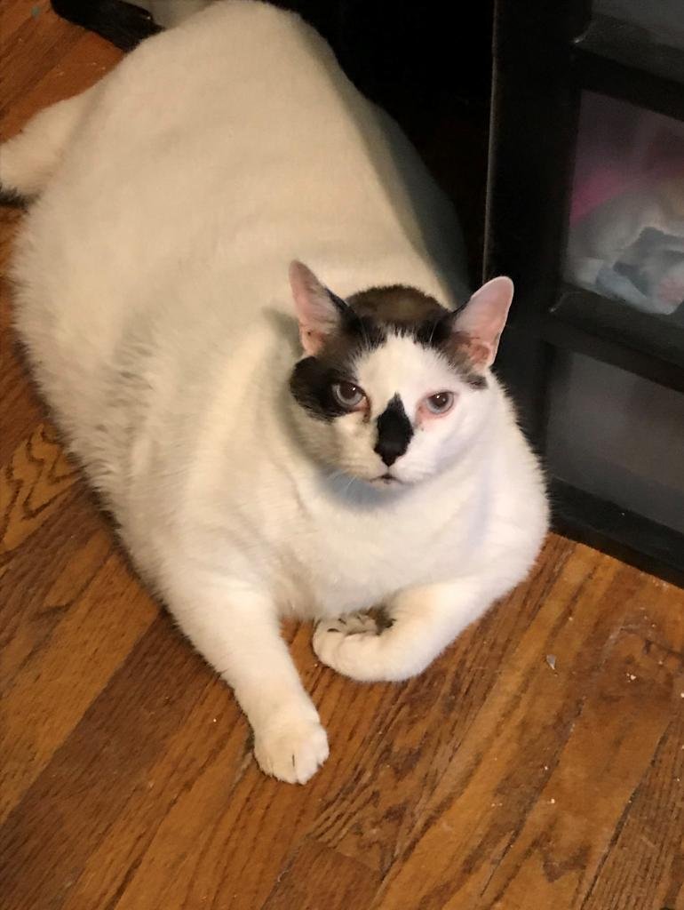 Каракал Гоша