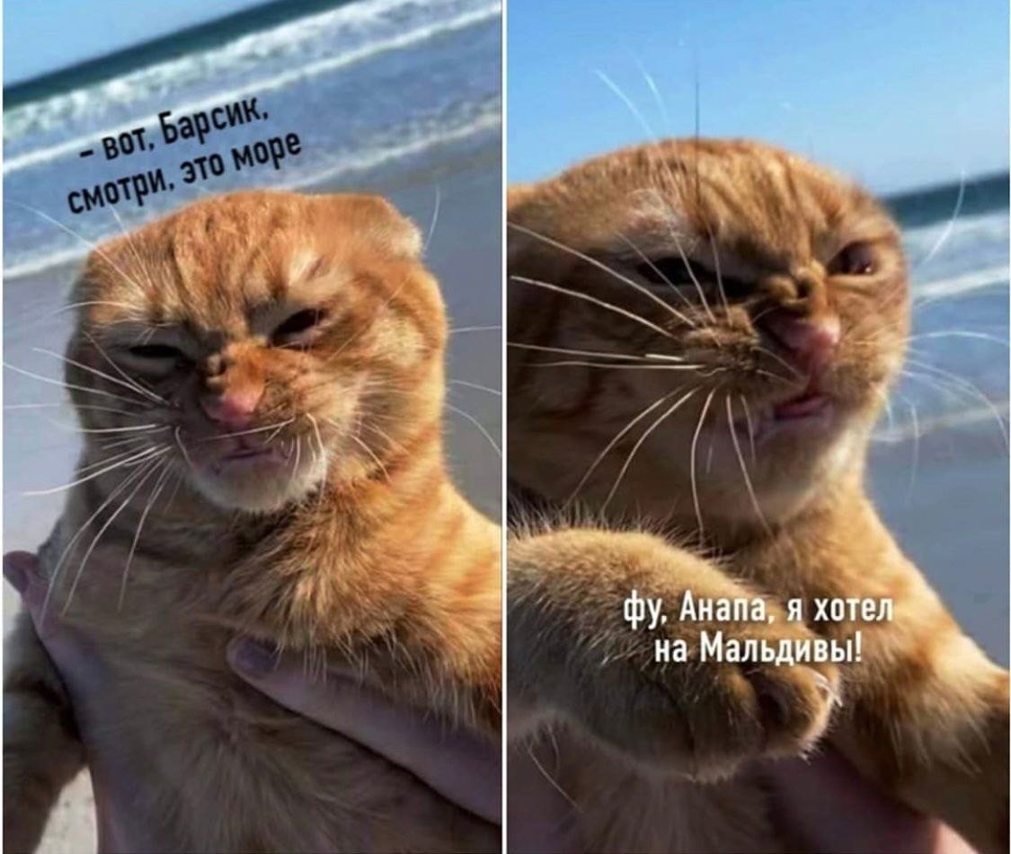 Кот фу море