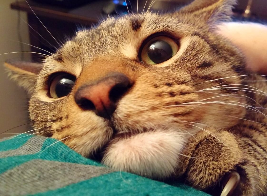 Удивленный котэ