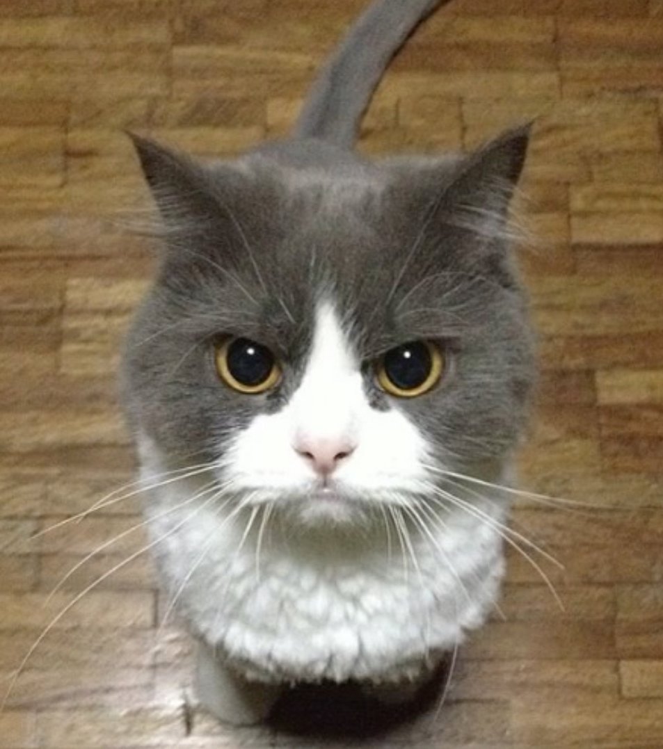 Брутальные коты