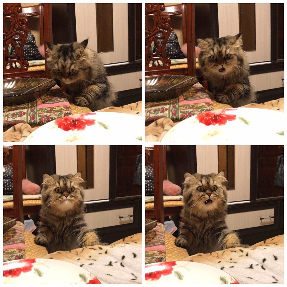 Полосатый кот с зелеными глазами