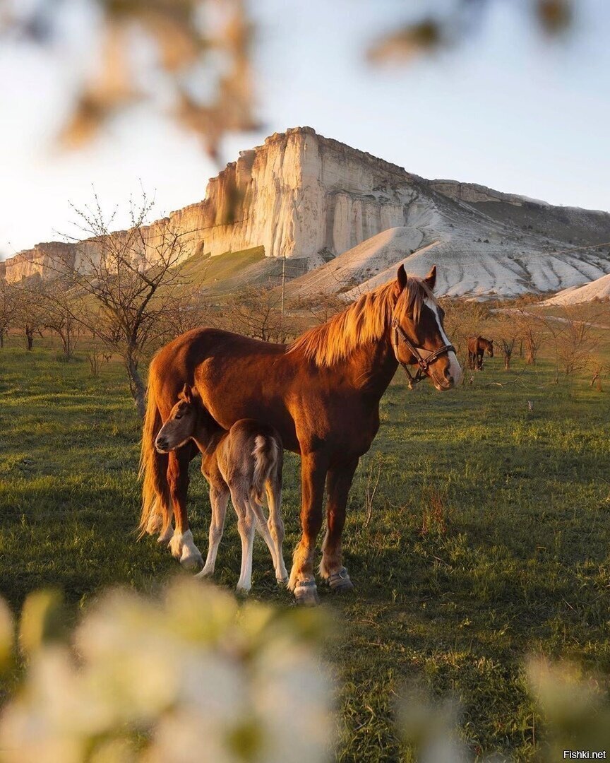 Rocky Mountain Horse