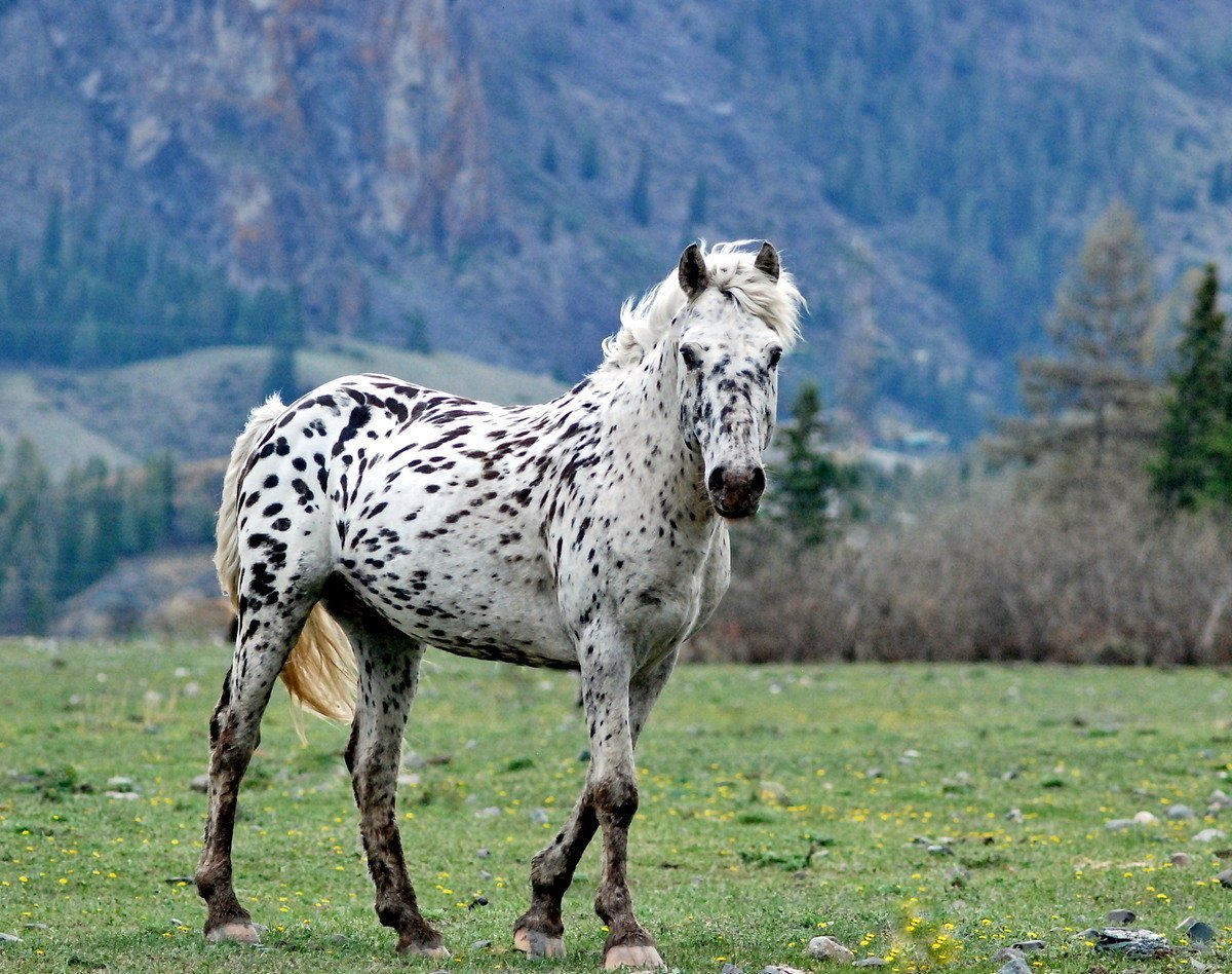 Лошадь скалистых гор