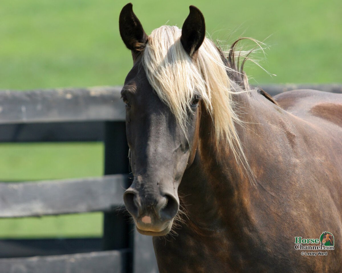 Кентукки лошадь скалистых гор