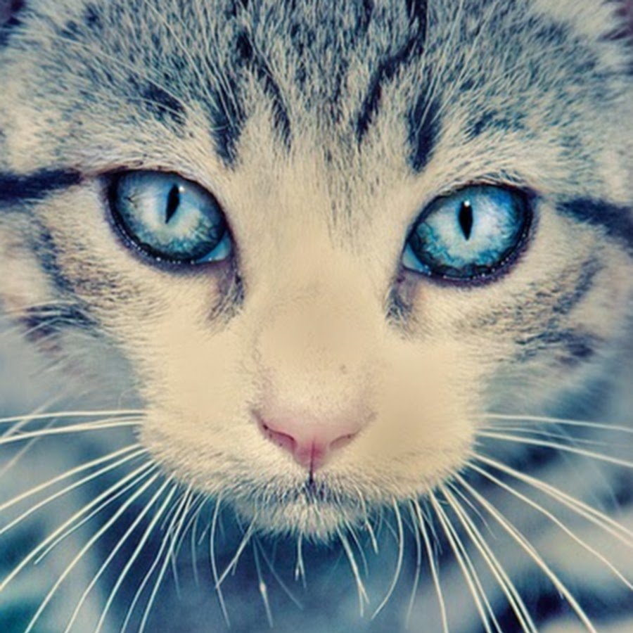 Кошки занимаются