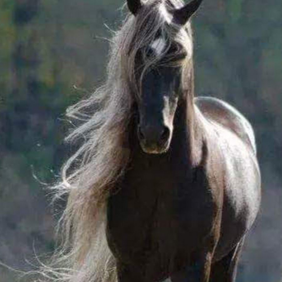 Конь в пустыне