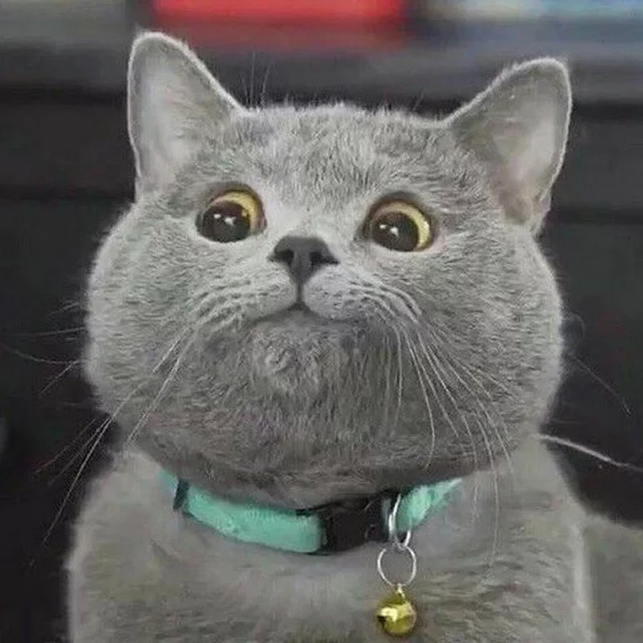 Котик на скейте